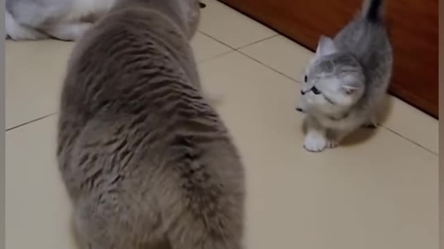 funny cat short videos