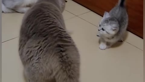 funny cat short videos