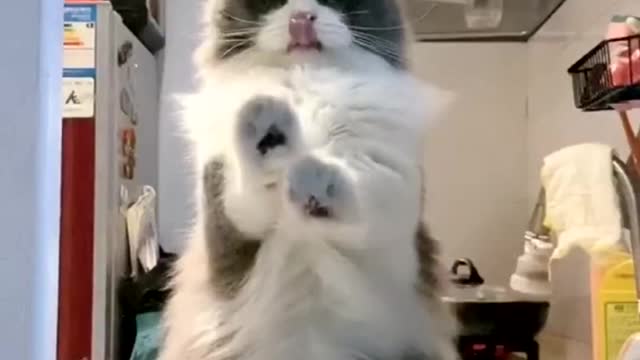 Looking funny cat, cute cat