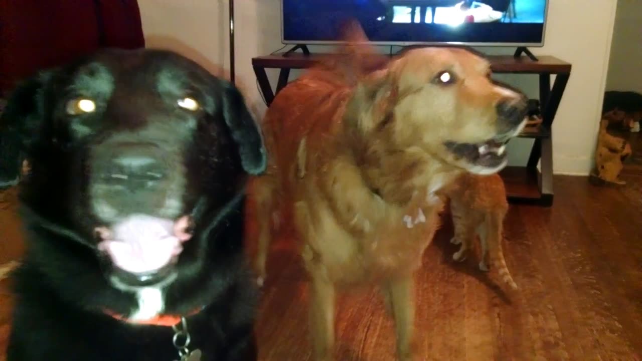 Time for a walk.