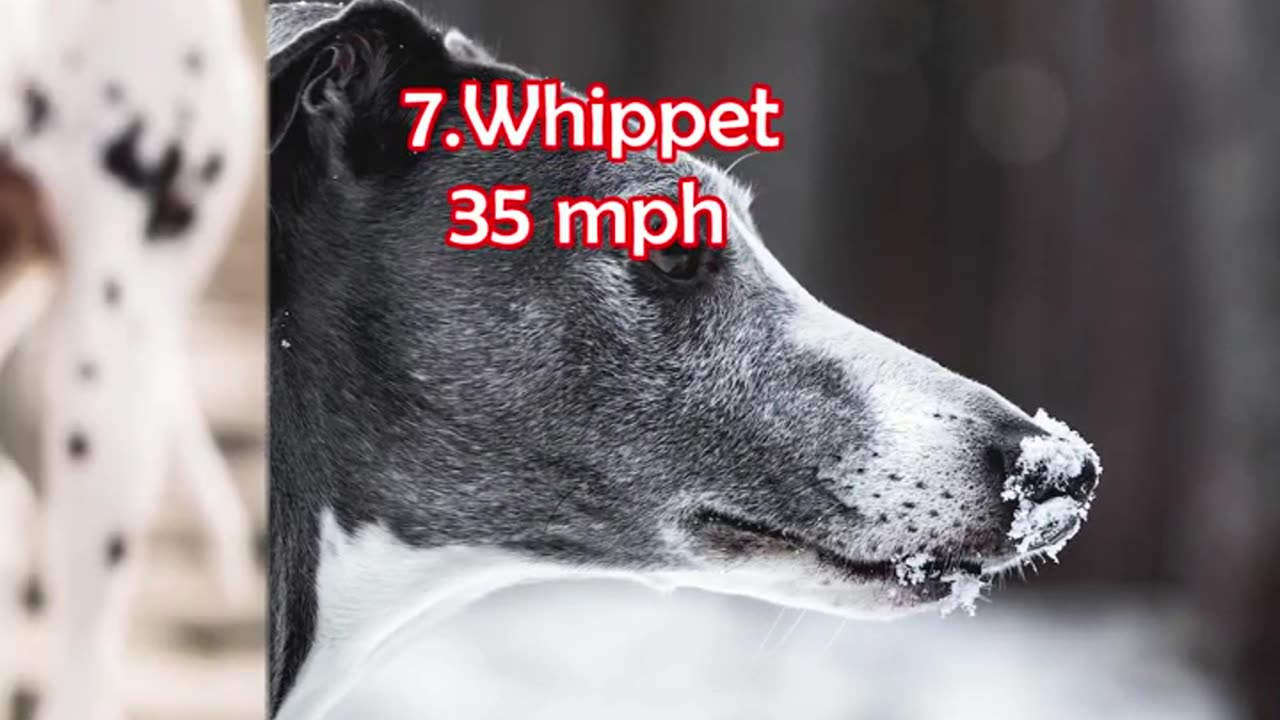 Worlds fastest dog latest