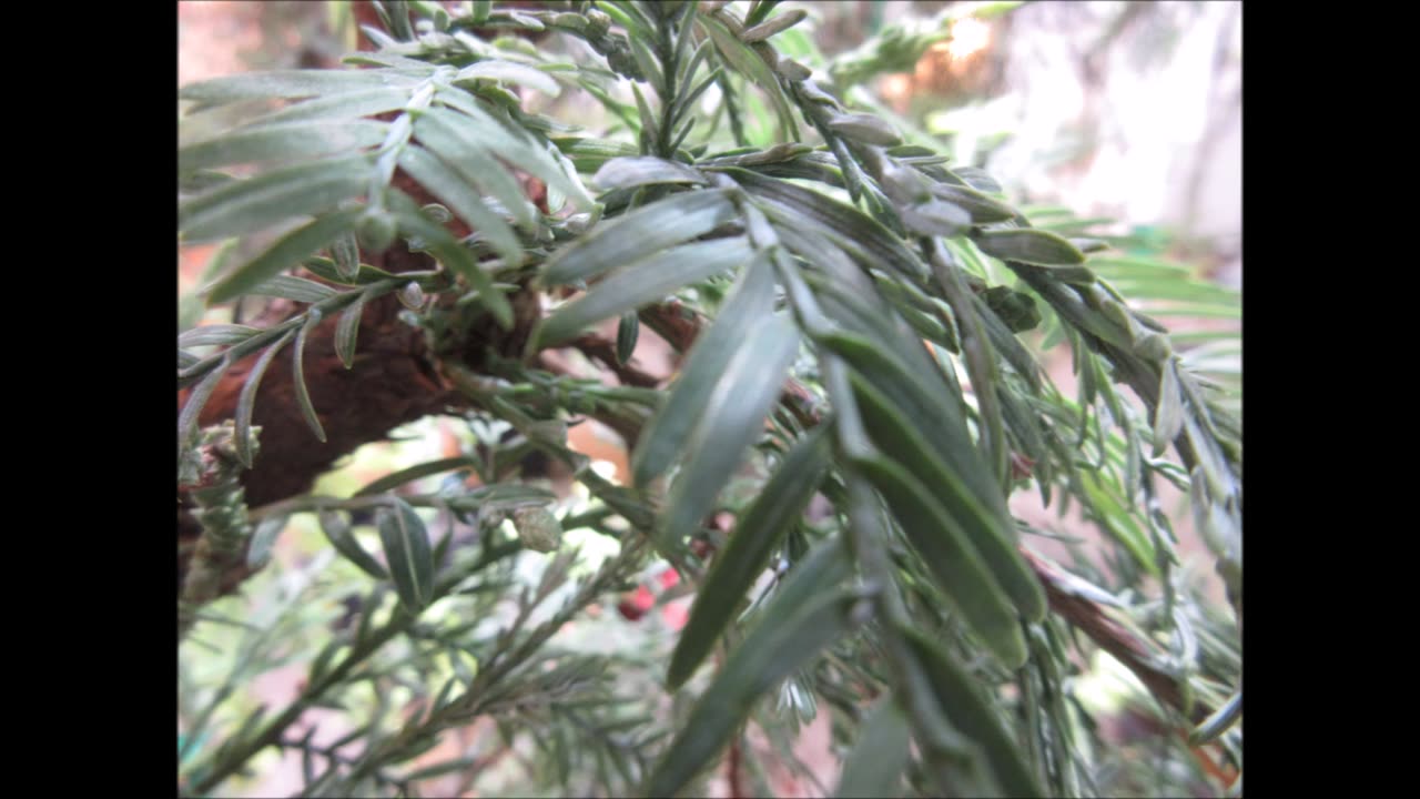 Hugs Grandma Coast Redwood Tree Clone Archangel Ancient Tree Archive July 2023