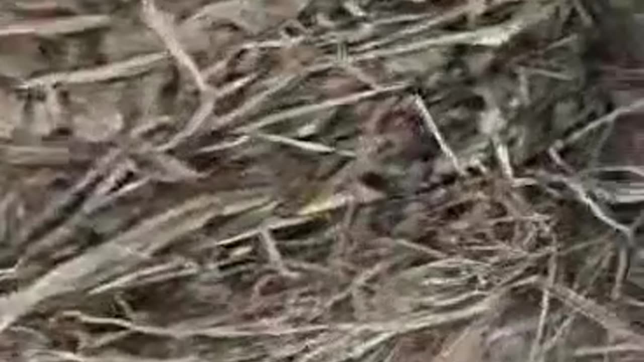 Baby robins are getting bigger!