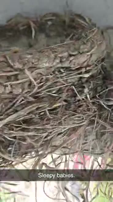 Baby robins are getting bigger!