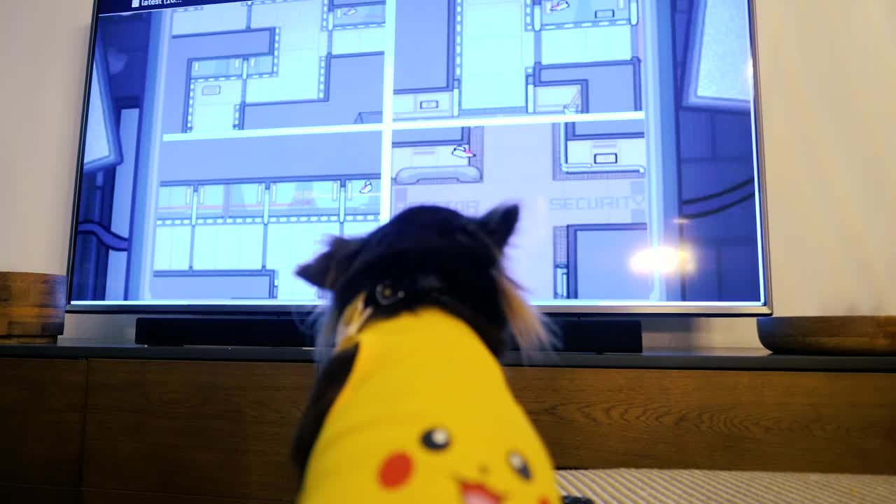Reality through the eyes of a cat