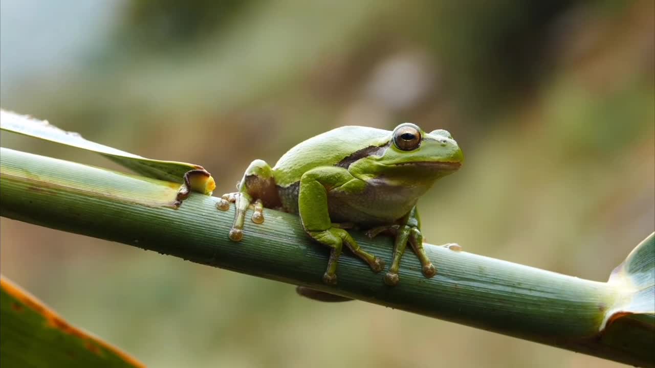 Frogs 🐸 beutiful views