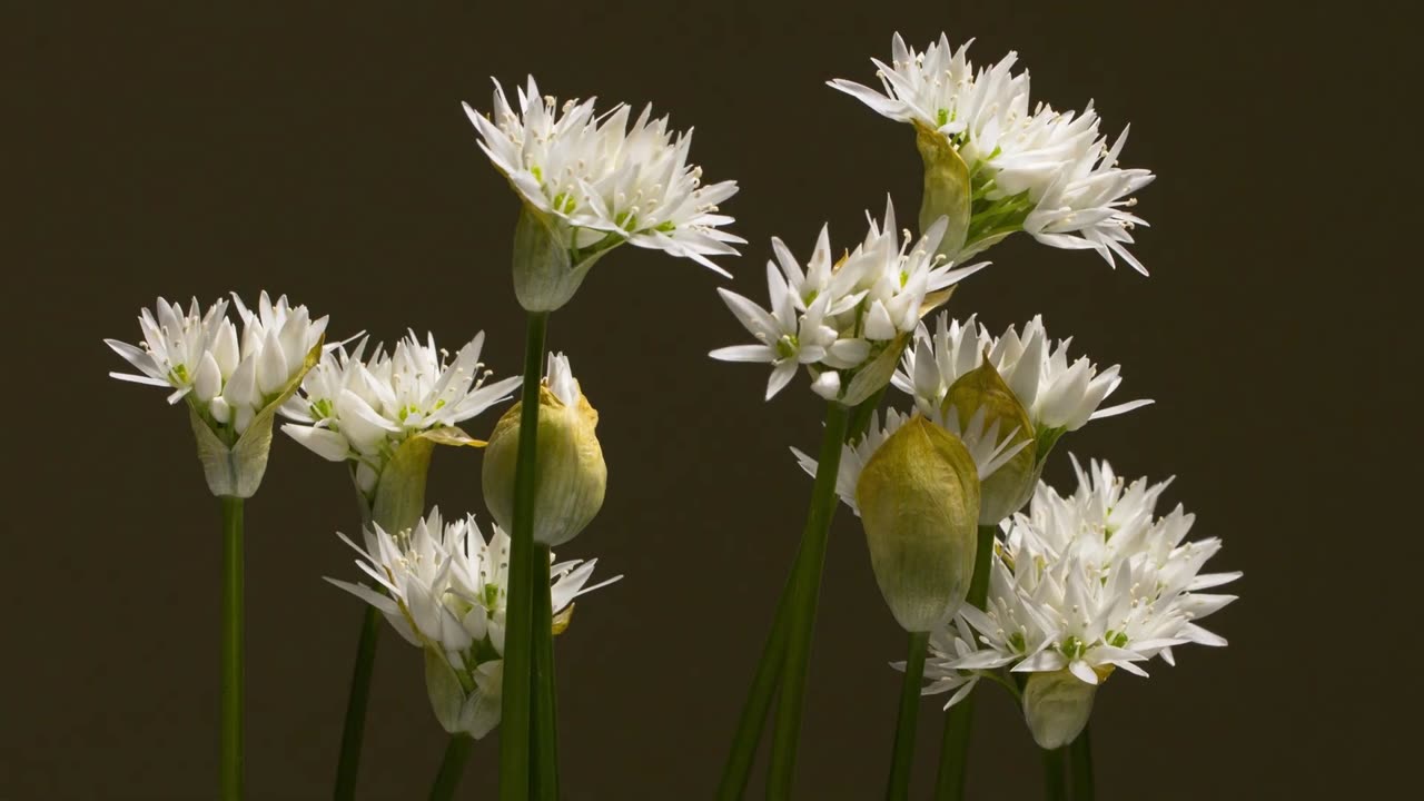 Best Flower Blooming 4K HD Timelapse