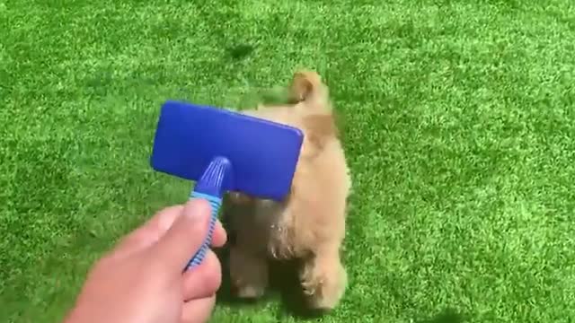 what breed is that?