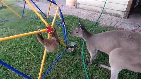 New Animals Funny Video #funny video