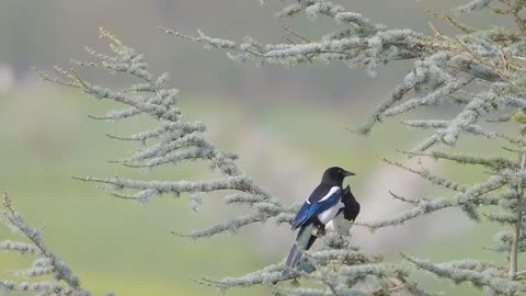 beautiful Birds videos,amazing Birds videos,birds videos funny,birds videos in forest,moy786