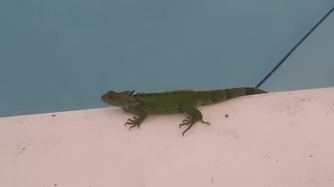 Iguana Bañándose