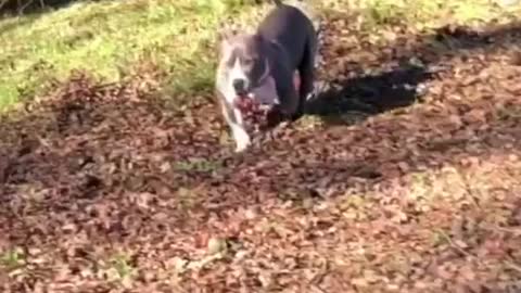 Woman teaches discarded disabled puppy to walk