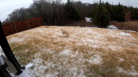 Levi Loving the Snow Feb2022