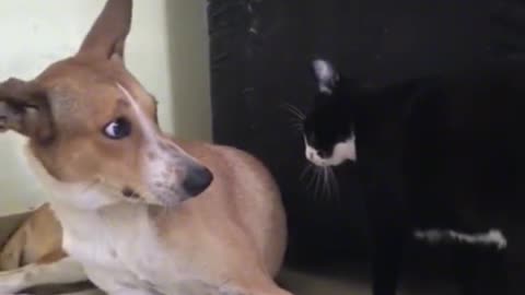 Funny cat dog fight