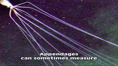 Magna Pinna big fin squid
