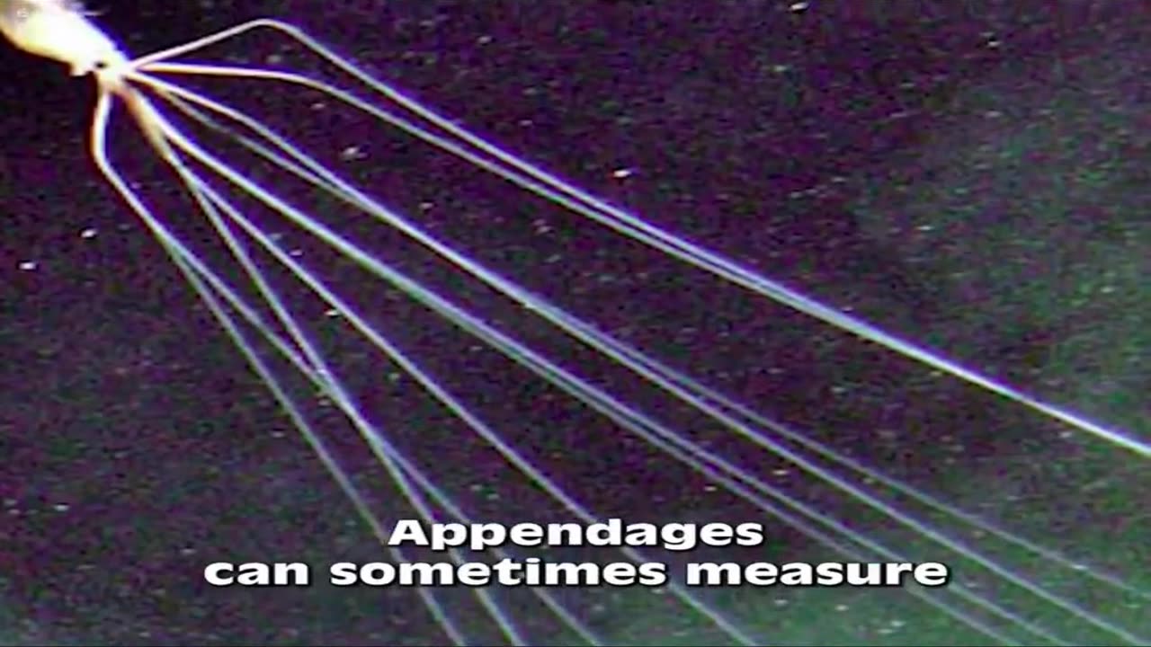 Magna Pinna big fin squid