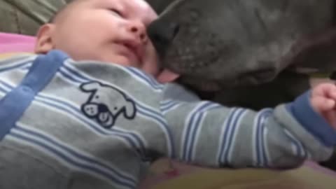 'Aggressive' Pit Bulls LOVE Their Baby Brother | The Dodo Pittie Nation