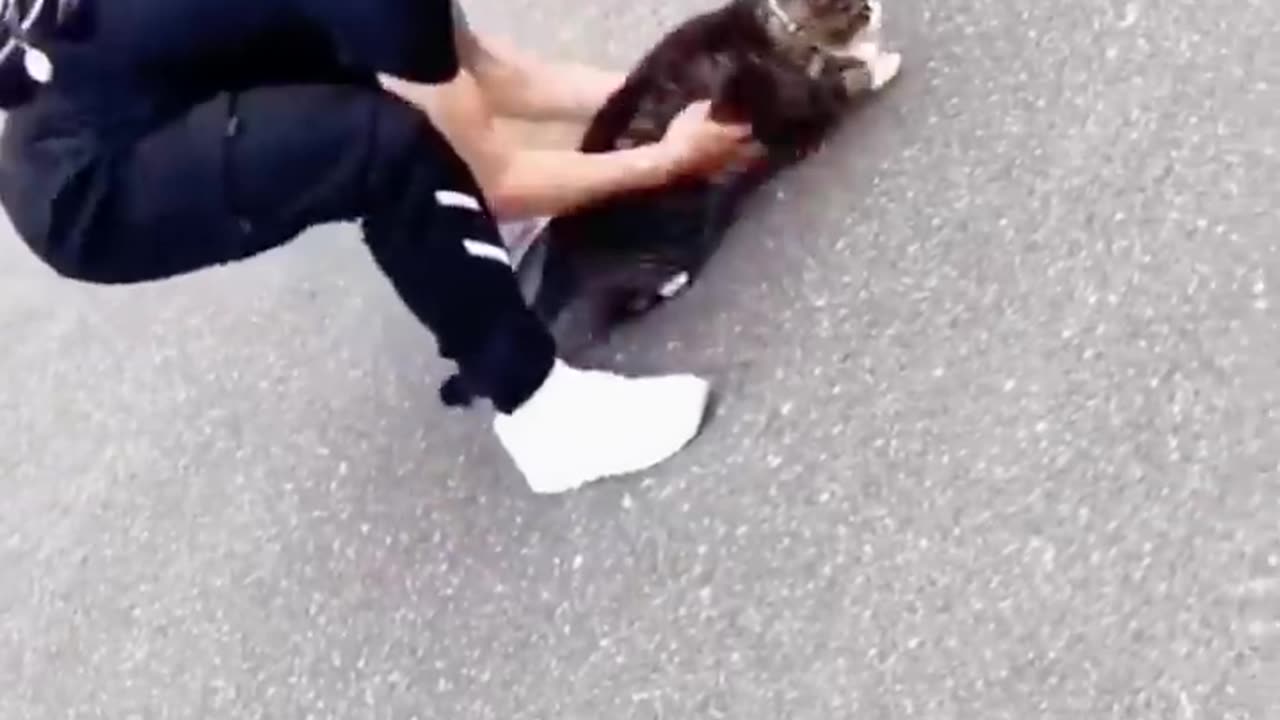 Videos of animals and the daily life of funny cats๐๐