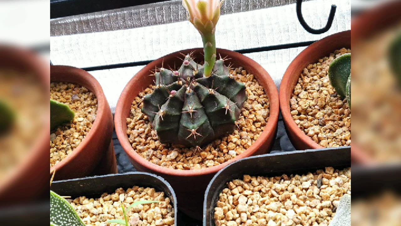 Cactus Flowering