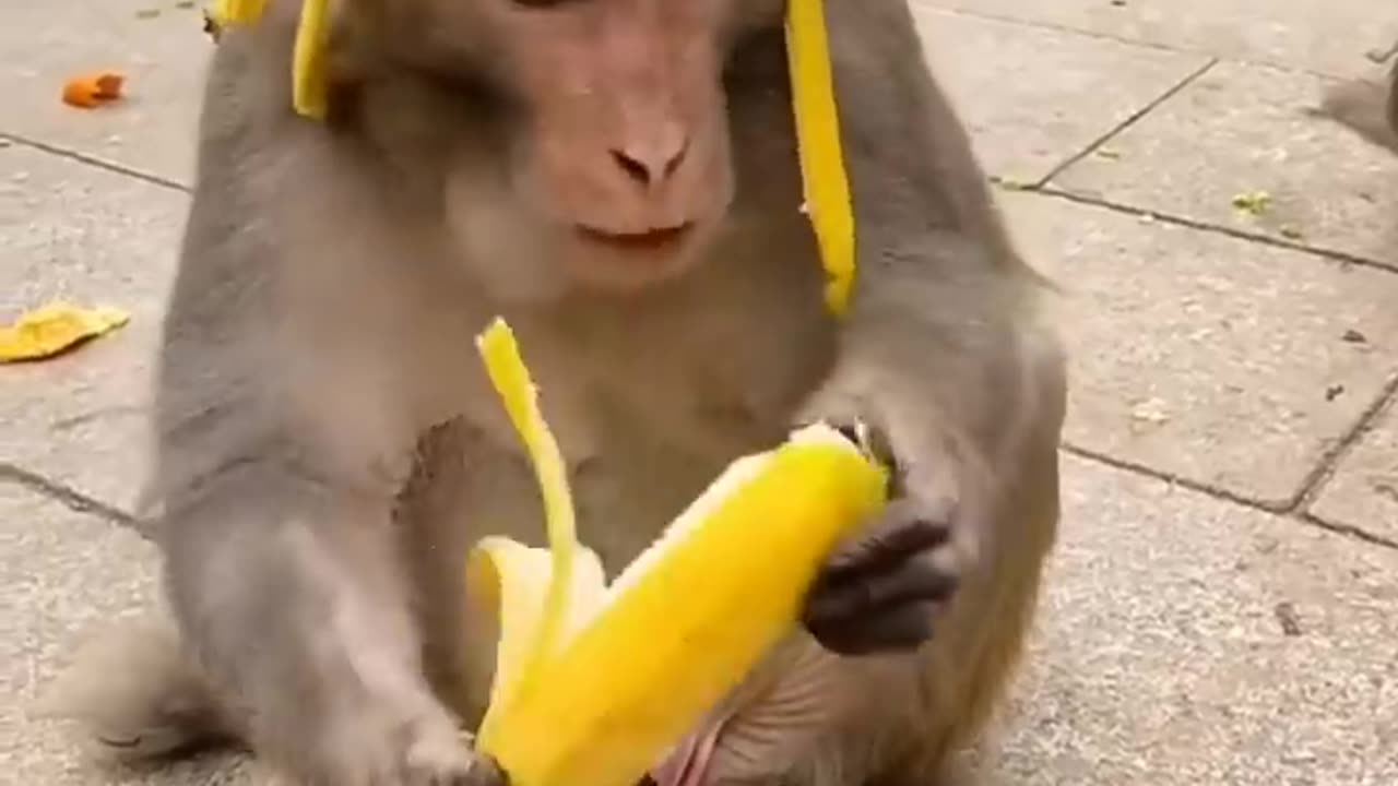 Funny monkey wear Banana hat