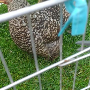 Happy farm time 🍄🐔🦆