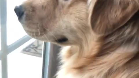 Golden Retriever barking at Squirrel🐶🐶🐶