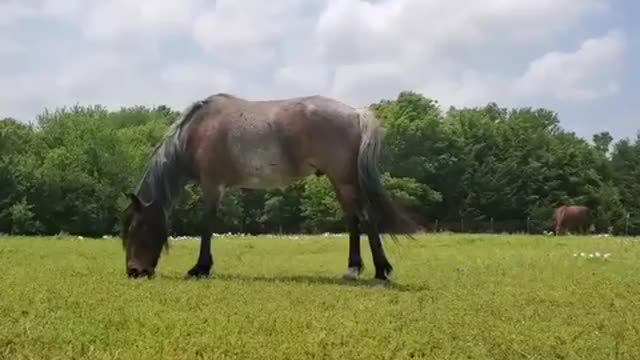 Hugo, Therapy Mustang saved from slaughter