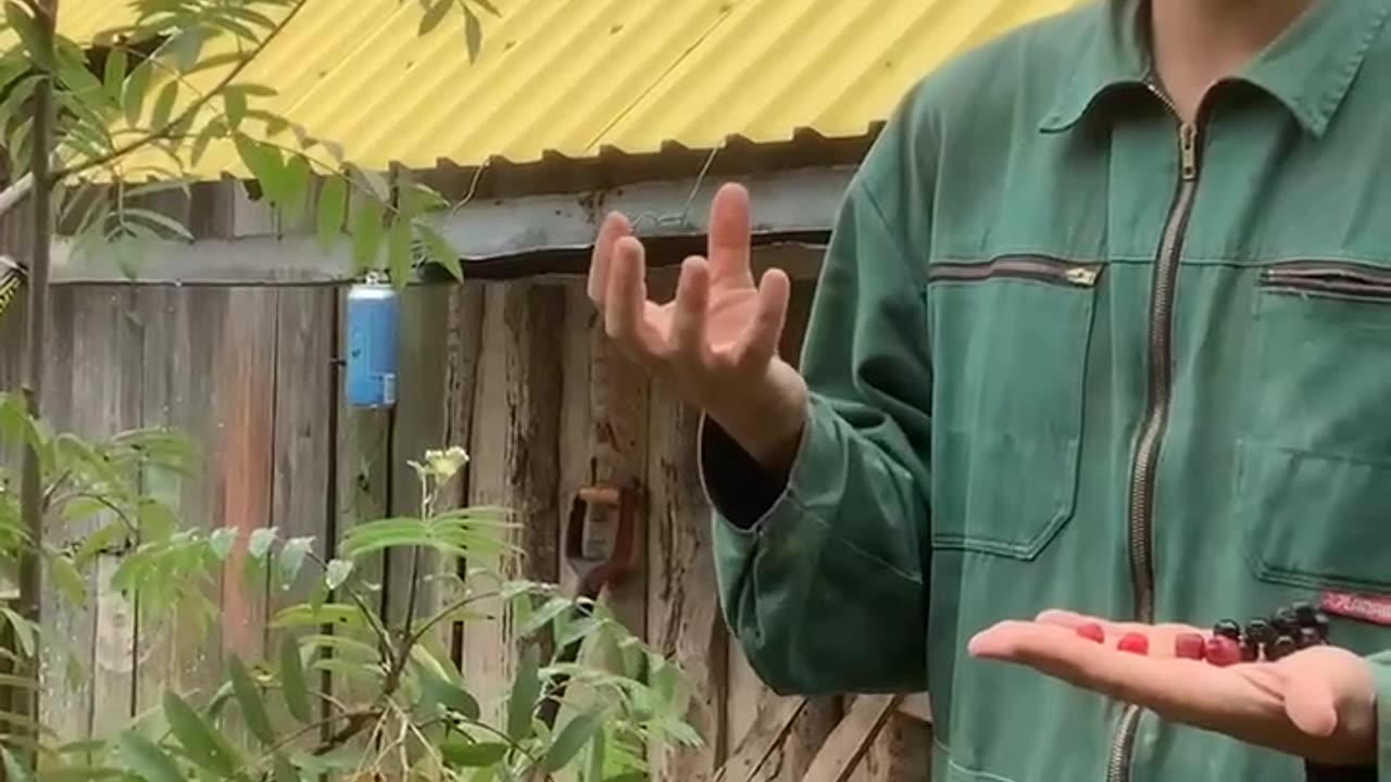 Eberesche verschiedene Sorten