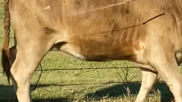 Trying to dart a calf with a bad eye. Sometimes it’s just not meant to be.