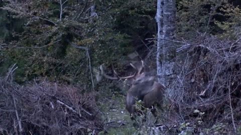 Boncanitul cerbului in zona Bucovinei