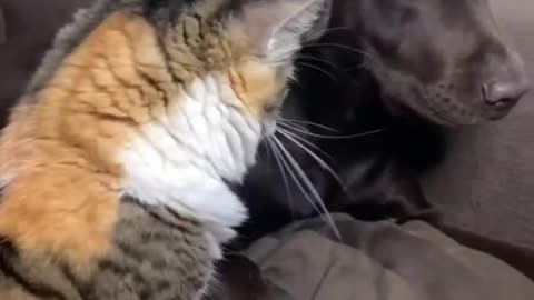 Cat and dog angry each other and compromise.