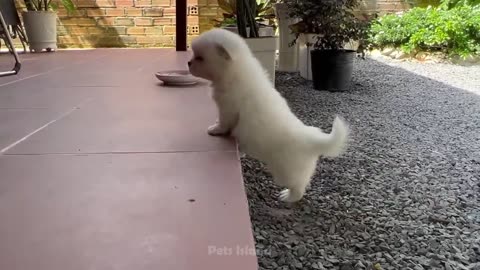 funny animal videos