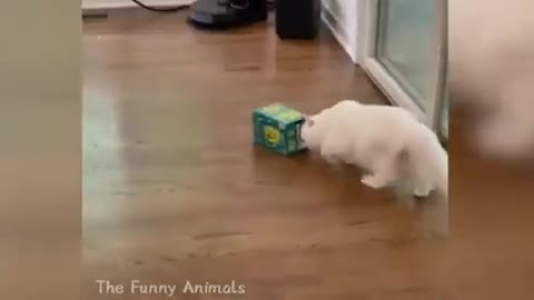 Animals in funny mood