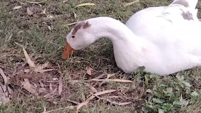Cute Duck 🦆 Video By Kingdom of Awais