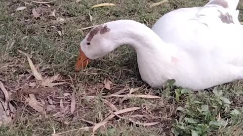 Cute Duck 🦆 Video By Kingdom of Awais
