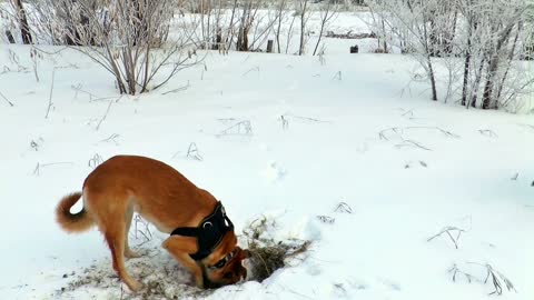 Winter Dogs Hunting Pets Dog Animal Redhead Snow