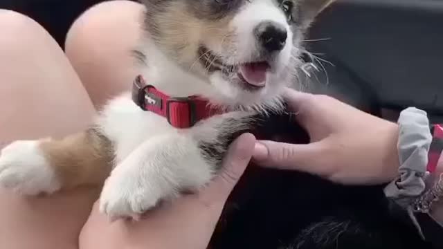 Puppy singing in the car