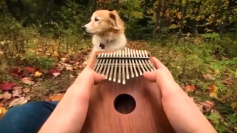 Pretty Dog & Music