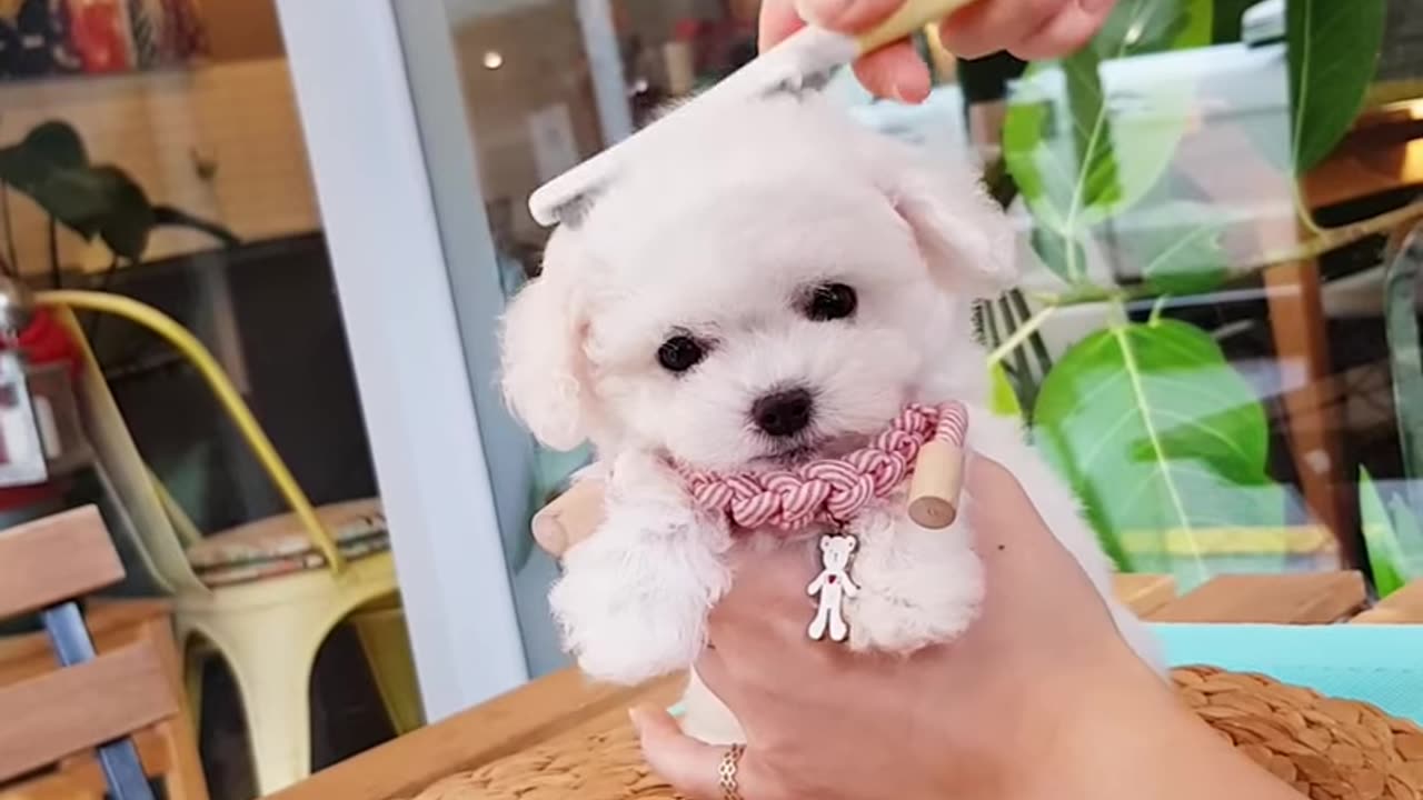 Bichon_frise_baby_with_the_best_appearance_lovely_and_cutest_puppy_-