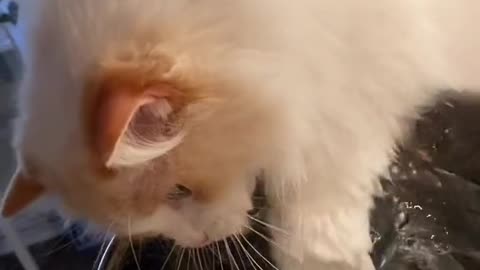 "Adorable Cat Hard at Work in the Kitchen: Please Don't Disturb!"