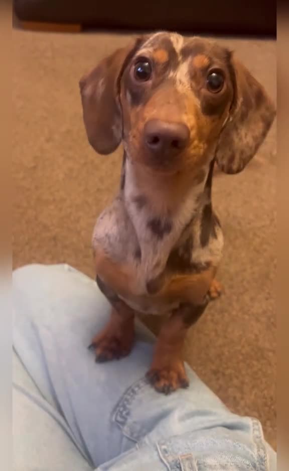 Valentine’s is a serious business for some pets 😊