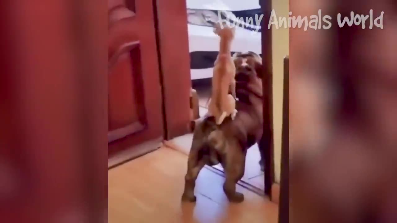 Funny animals videos