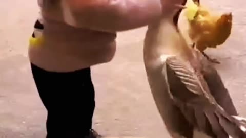 Cute baby 😍 fight 😅 with 🦆 duck