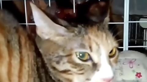 cute cat video
