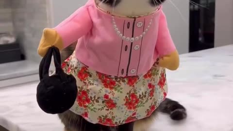 Just _ funny _ cat ! ! what _ the _ hell _(720)p..