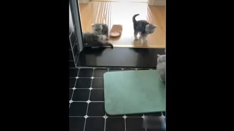 Cat funny 3