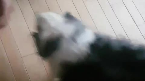 The cutest growl