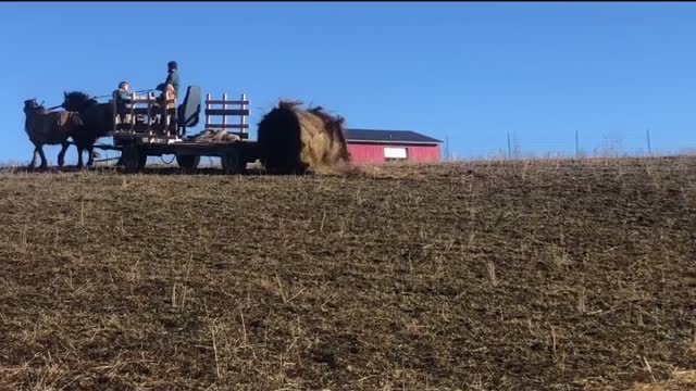 Unrolling round bales with horses