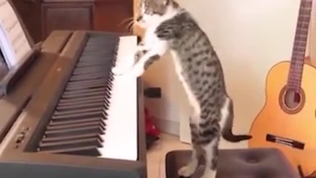 Jest caught my cat doing this 😮