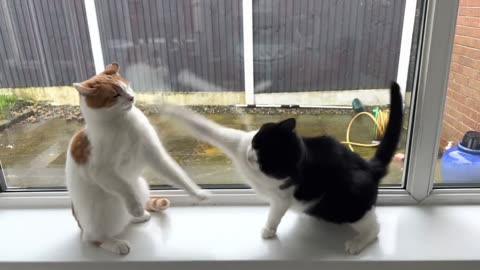 cute cat fight